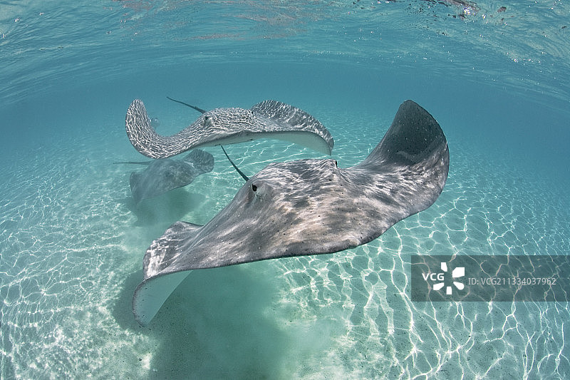 法属波利尼西亚塔哈岛潟湖中的粉色蝠鲼图片素材