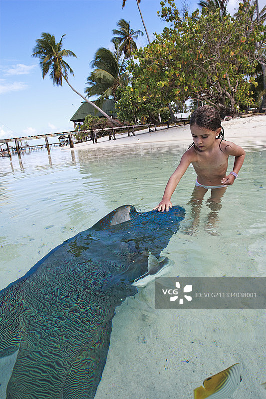 小女孩在法属波利尼西亚抚摸隆头鱼图片素材