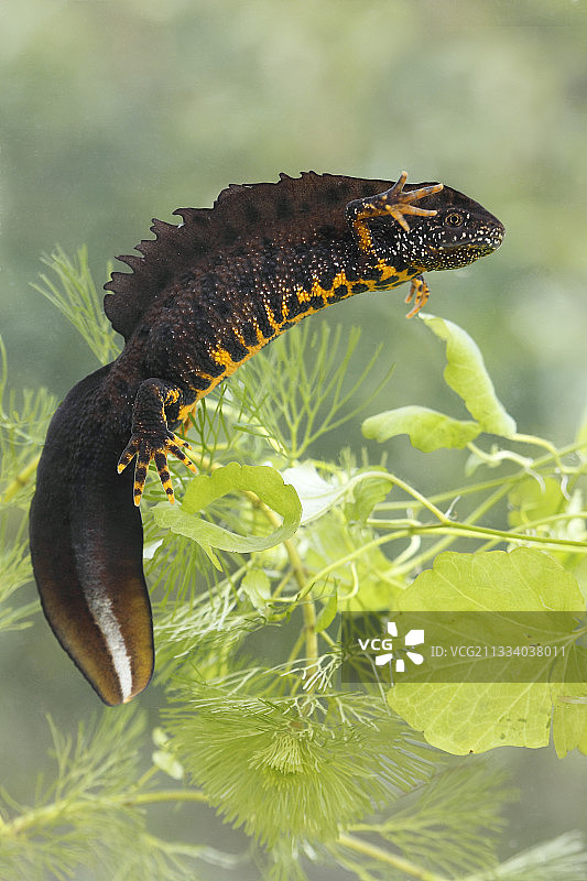 在英国春天展示的雄性北冠蝾螈图片素材