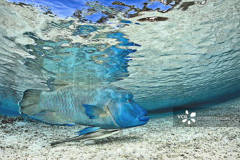 法属波利尼西亚水面下的隆头鱼图片素材