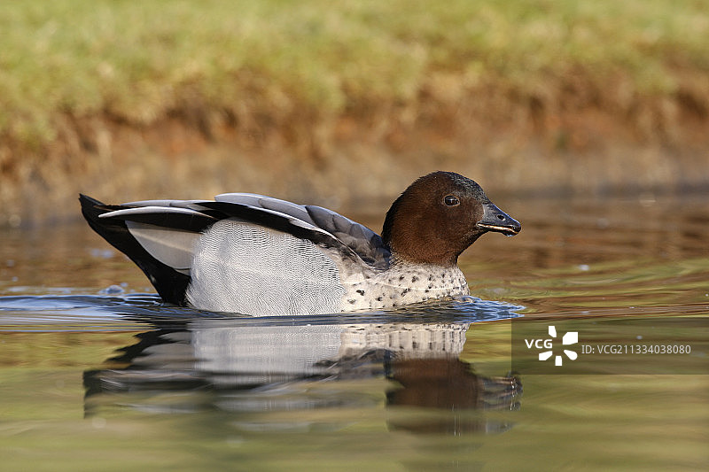 澳大利亚本土图片素材