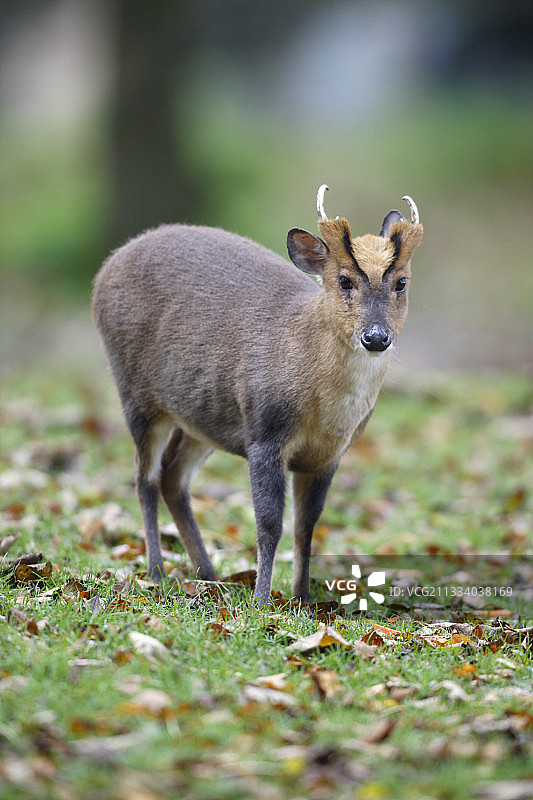 威尔士草地上的中华小麂图片素材
