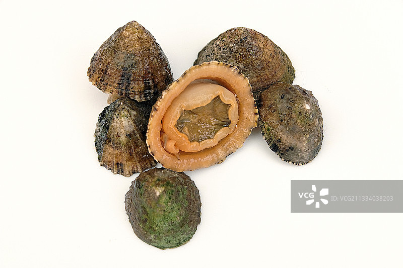 工作室里的普通帽贝图片素材