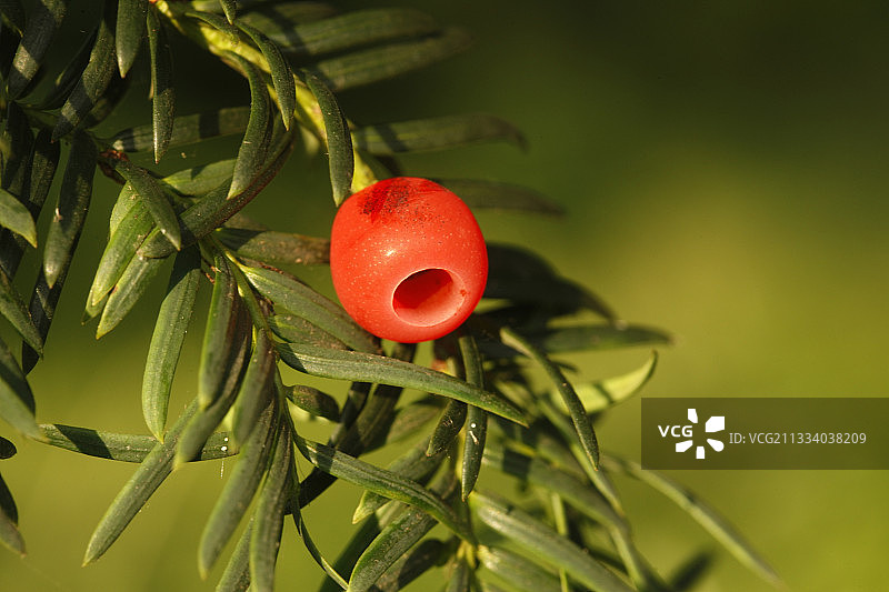 英国紫杉米德兰兹浆果图片素材