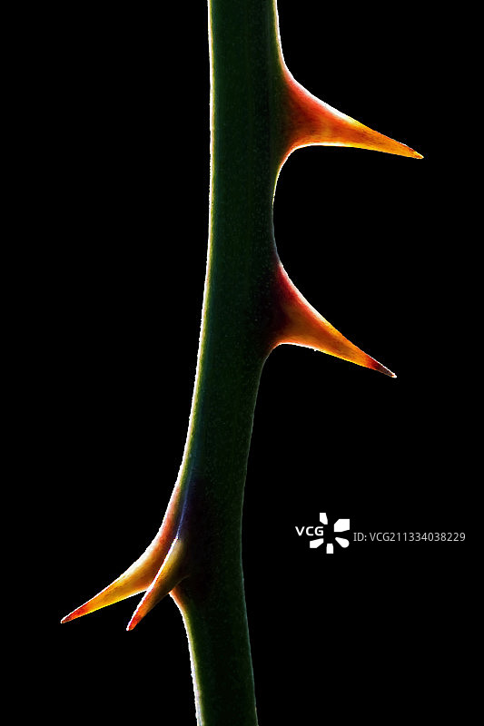 常见菝葜的多刺茎的细节图片素材