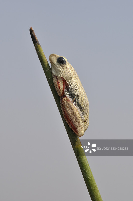 奥卡万戈国家公园芦苇蛙图片素材