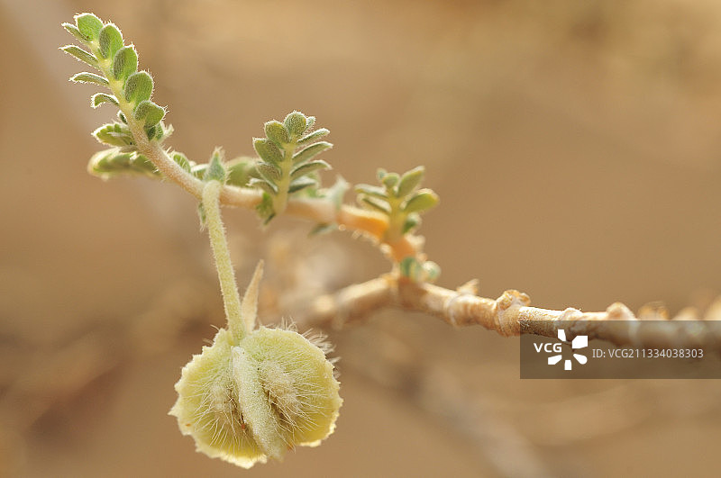 阿联酋的蒺藜果实图片素材