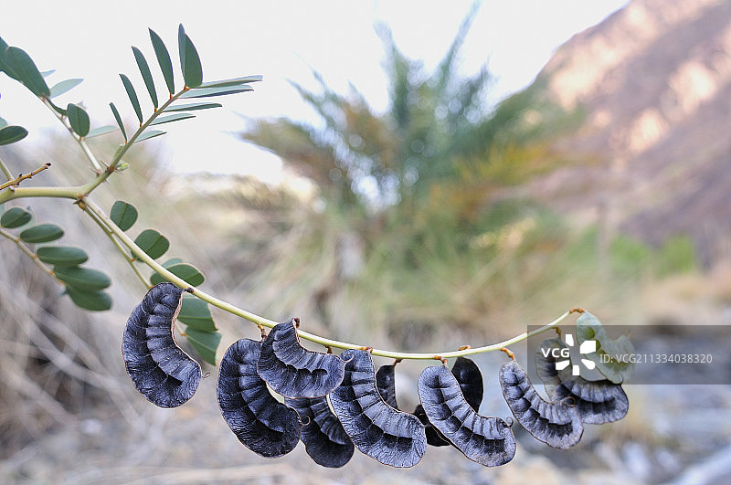 阿曼的番泻荚果图片素材