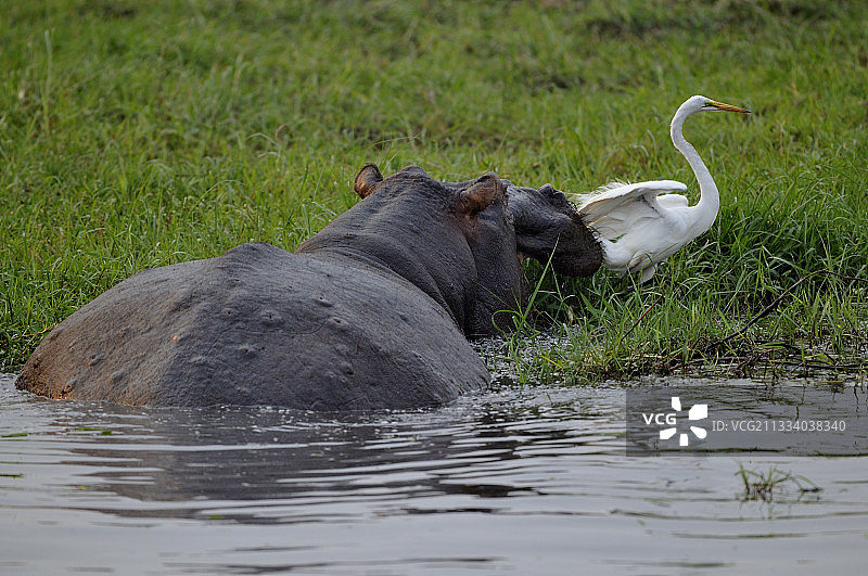 在博茨瓦纳乔贝国家公园中推动羽流的河马图片素材