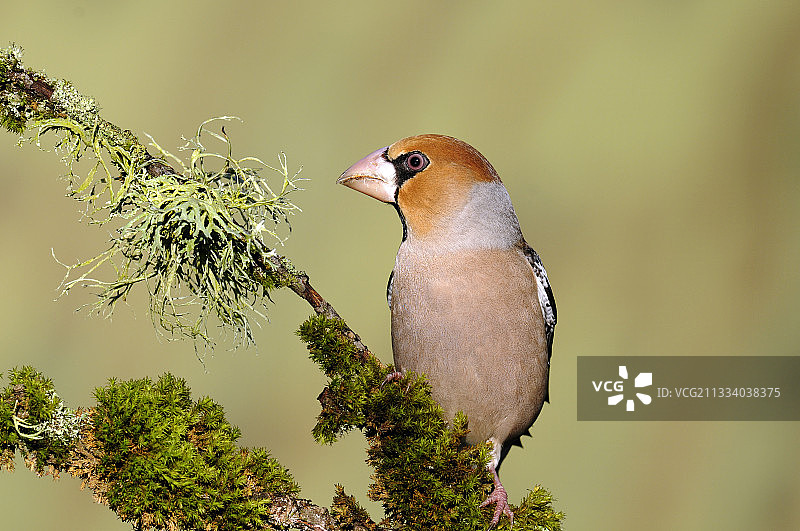 冬季树枝上的雄性燕雀图片素材
