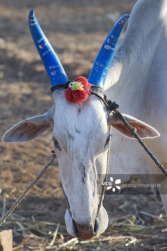 印度奶牛画像，牛角涂成蓝色图片素材