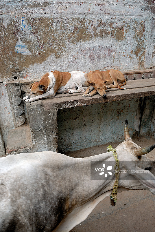 印度瓦拉纳西街道上的牛和狗图片素材