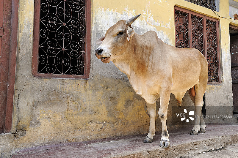 印度瓦拉纳西街头的公牛图片素材