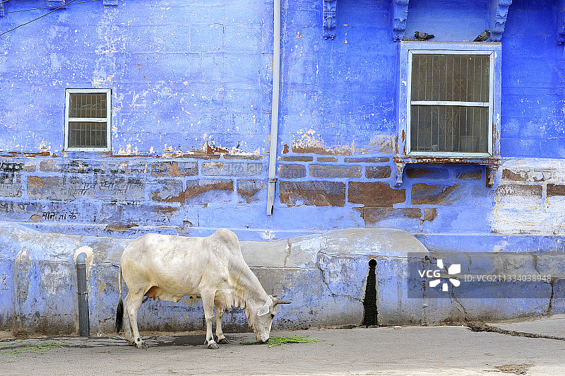 印度焦特布尔街道上的奶牛图片素材