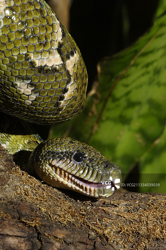 马达加斯加岛东部雨林的本地植物图片素材