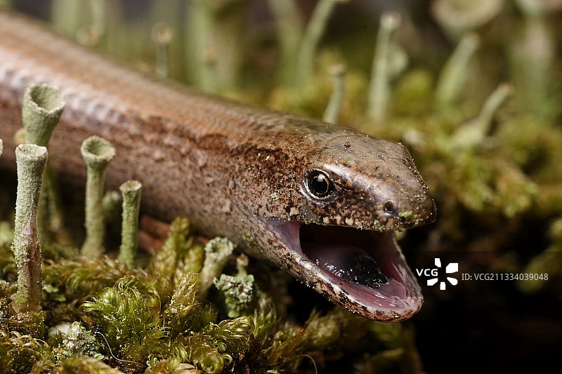 欧洲蛇蜥吞咽猎物后伸展下巴图片素材