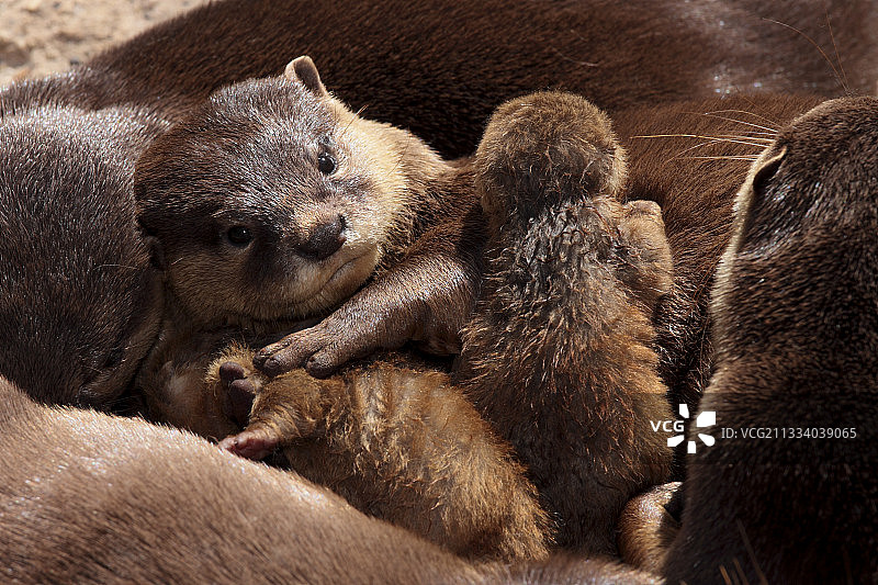 东方小爪水獭与幼崽图片素材