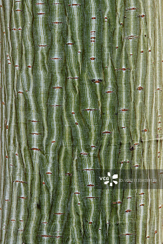 戴维德枫树“莱顿”树皮特写图片素材