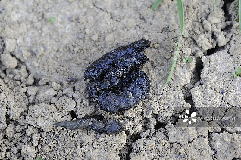 欧洲松貂粪便图片素材