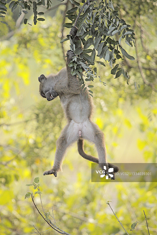 在克鲁格国家公园里，一只年轻的查克玛狒狒挂在树上图片素材