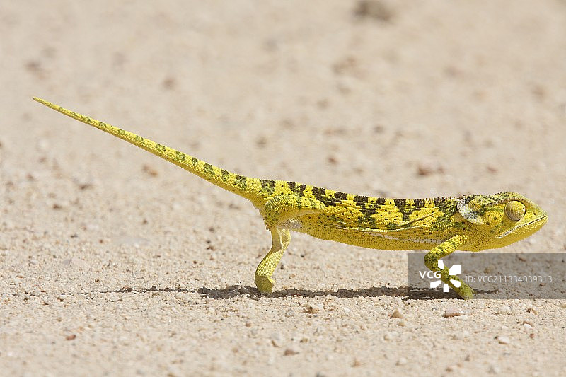 克鲁格国家公园内行走的变色龙图片素材