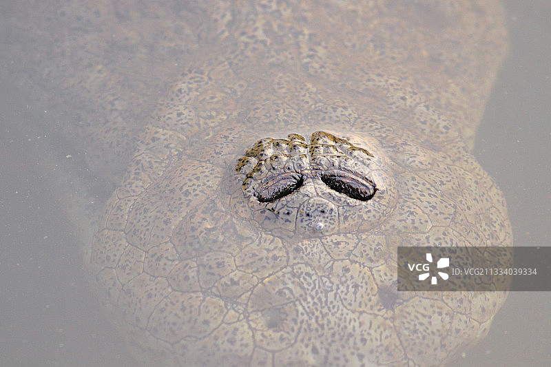 克鲁格国家公园尼罗鳄的鼻孔细节图片素材