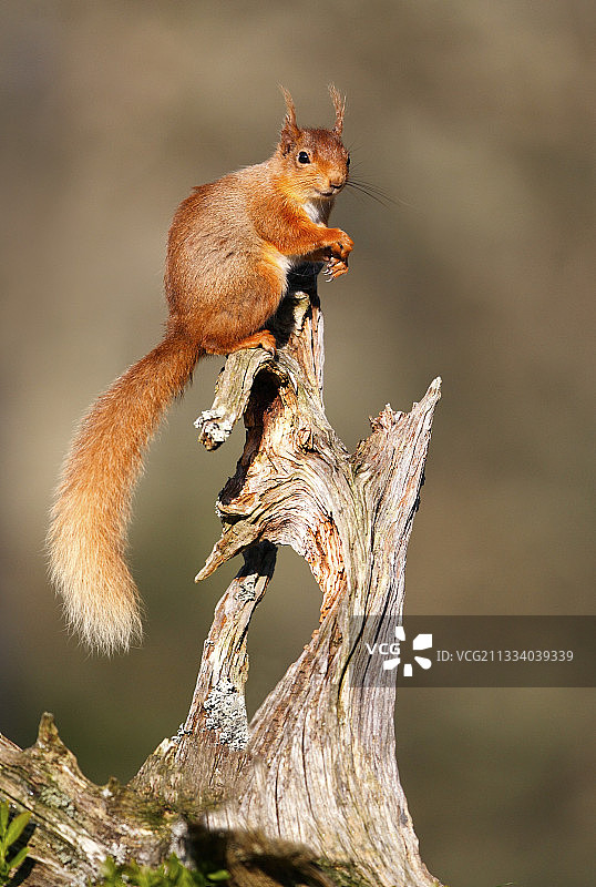 春天栖息在枯枝上的红松鼠，苏格兰图片素材