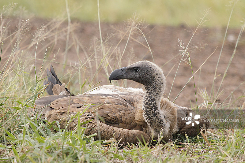 克鲁格国家公园的斗篷兀鹫图片素材
