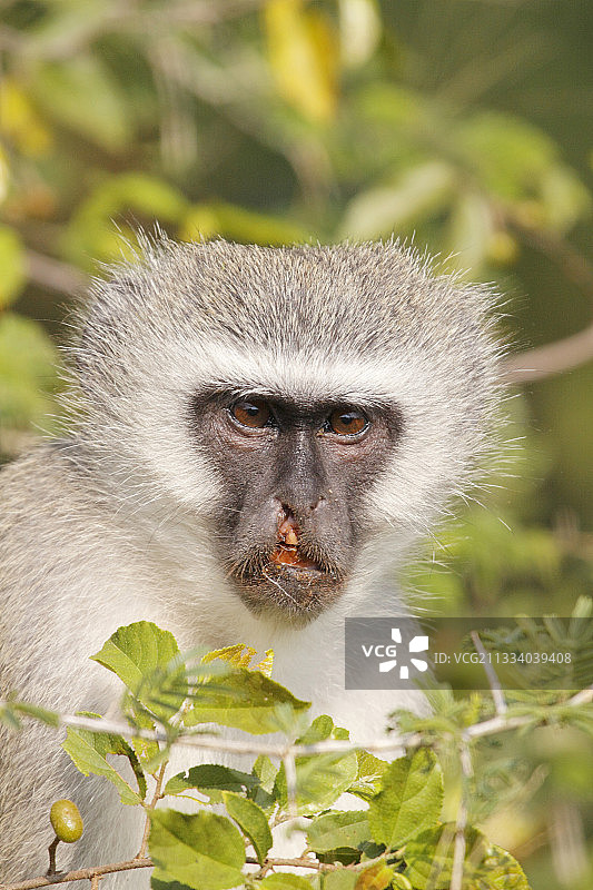 南非克鲁格国家公园内唇裂的格里维特猴图片素材