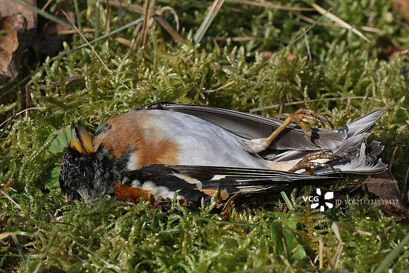 冬季法国的雄性燕雀尸体图片素材