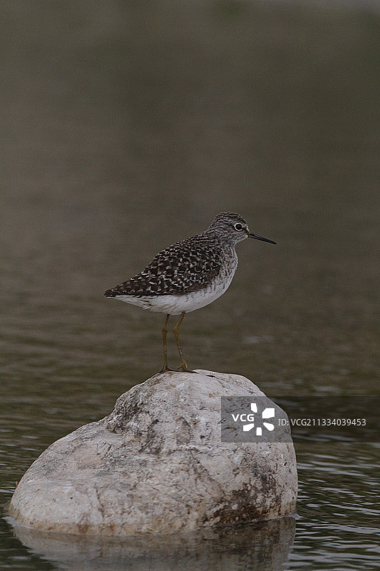法国伊泽尔省迁徙中的矶鹬图片素材
