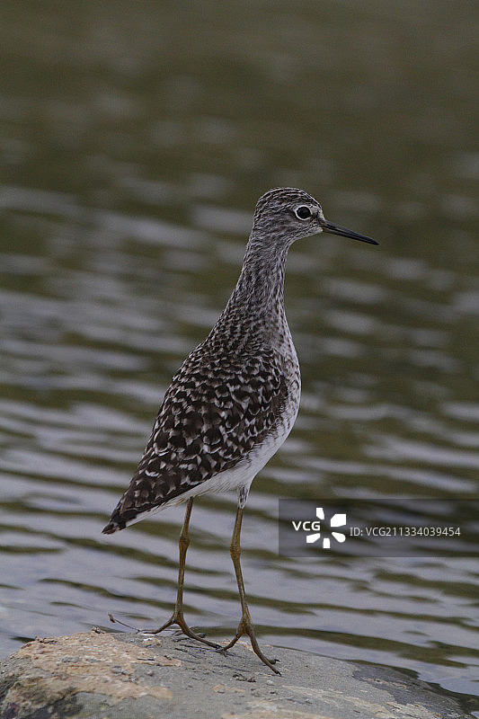 法国伊泽尔省迁徙中的矶鹬图片素材