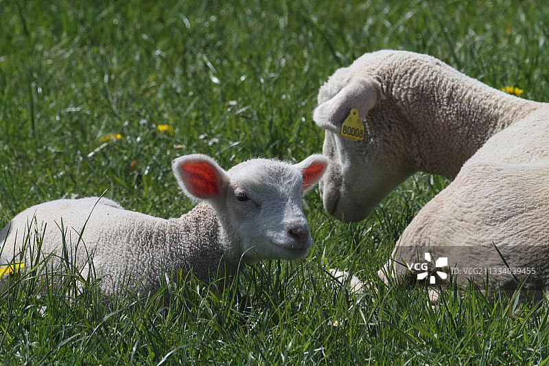草地上的小羊和母羊（法国伊泽尔省）图片素材