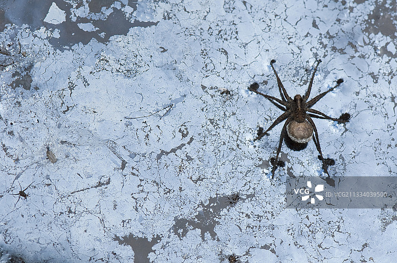 表面平滑移动，链条连接卵囊图片素材