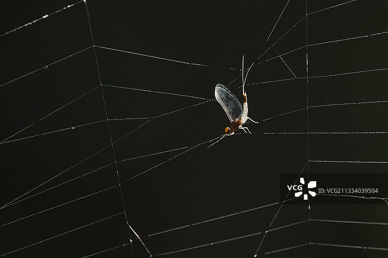 法国蜘蛛网上的小飞虫图片素材