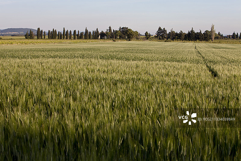 法国普罗旺斯依然翠绿的麦田图片素材