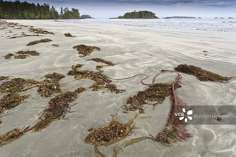 搁浅在加拿大海滩上的海带图片素材