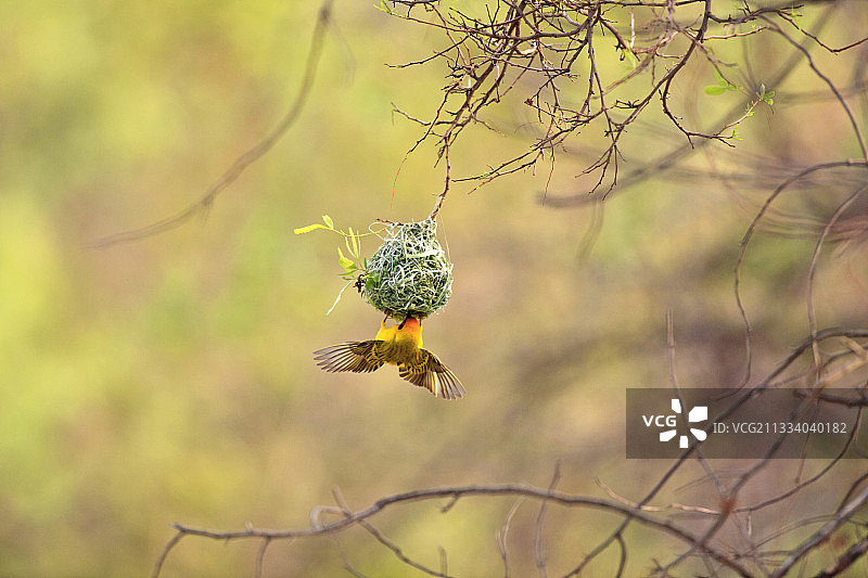 南非比兰斯堡国家公园的南 Masked 织布鸟图片素材