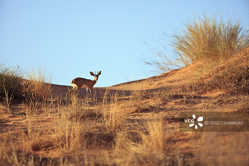卡拉哈里沙漠沙丘中的小羚羊图片素材