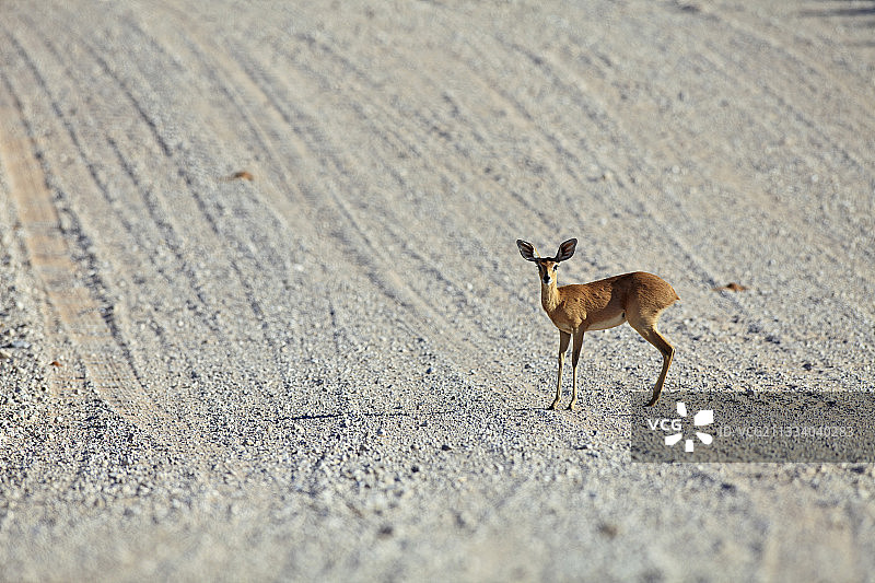 卡拉哈里宝石羚羊国家公园的非洲小羚羊图片素材