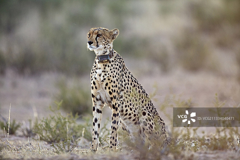 戴着无线电项圈观察的雌性猎豹图片素材