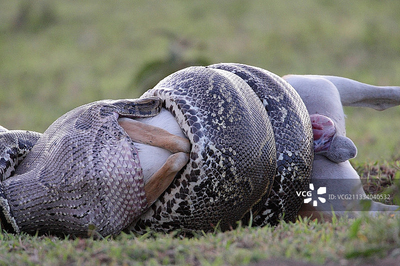非洲岩蟒吞食汤姆森瞪羚，马赛马拉图片素材
