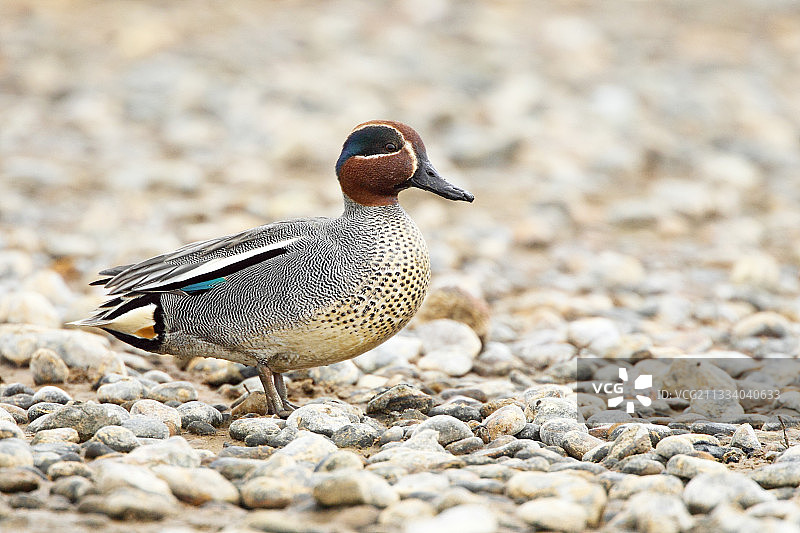 冬天在英格兰砾石地上站立的雄性水鸭图片素材