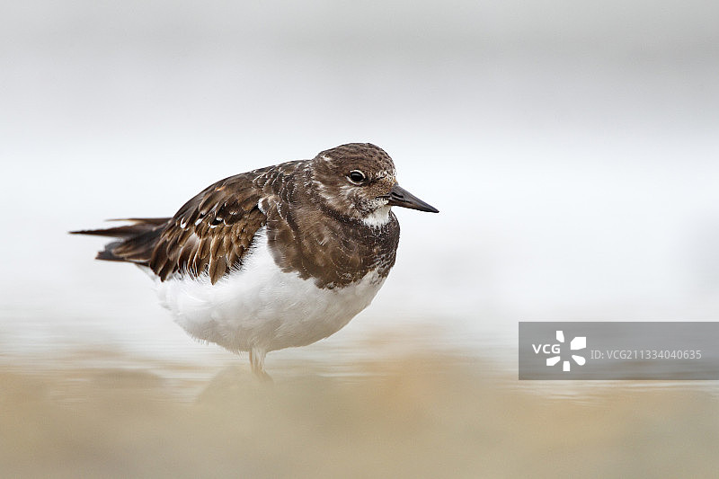 冬季英格兰水边站立的翻石鹬图片素材