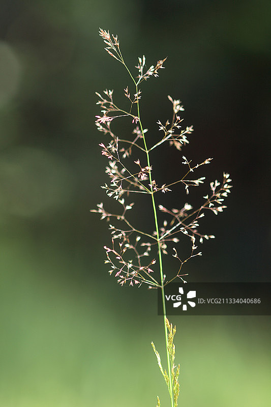 翦股颖属植物图片素材
