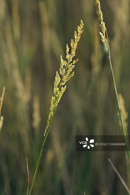 红顶草图片素材