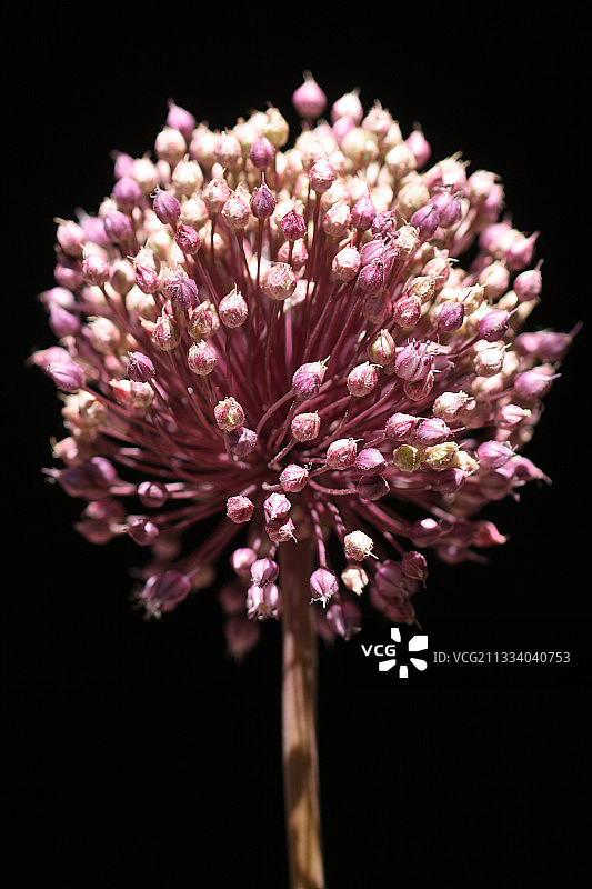 盛开的野生韭菜图片素材