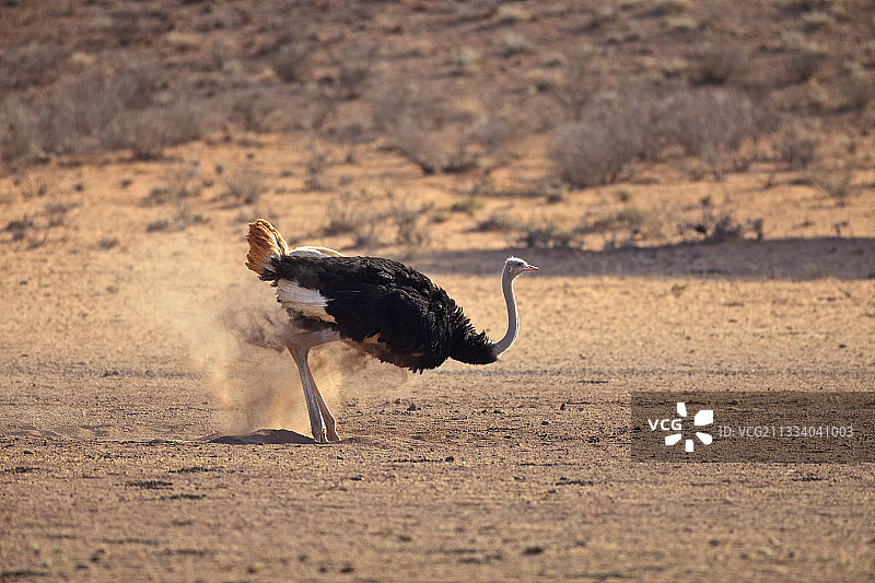 在南非卡拉哈里沙漠中抖动身体的鸵鸟图片素材
