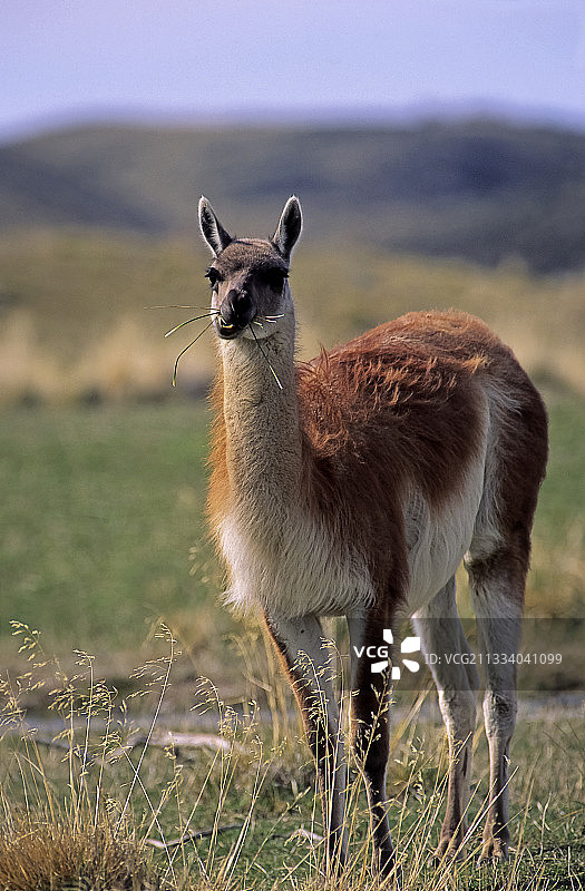 智利百内塔国家公园内的原驼图片素材