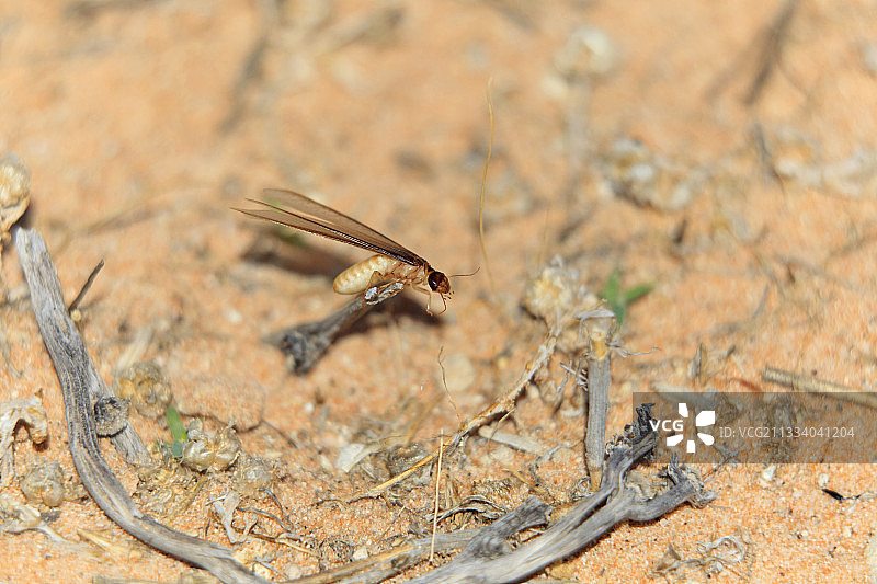 南非卡拉哈里沙漠的白蚁孵化图片素材